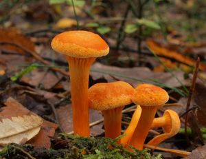 Lištička pomerančová - Hygrophoropsis aurantiaca (Wulfen) Maire 1921
