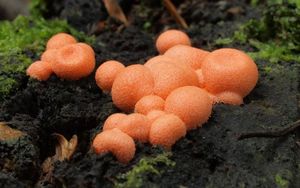 Vlčí mléko červené - Lycogala epidendrum (J.C. Buxb. ex L.) Fr.