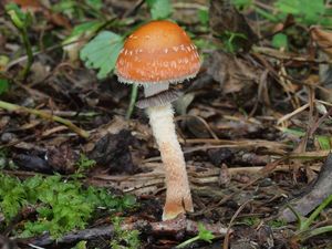 Lysohlávka plavá - Leratiomyces squamosus var.thraustus (Kalchbr