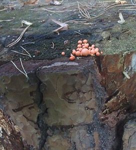 Vlčí mléko červené - Lycogala epidendrum (J.C. Buxb. ex L.) Fr.