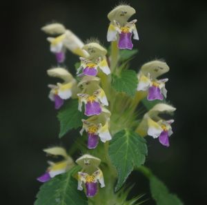 Konopice sličná (Galeopsis speciosa)