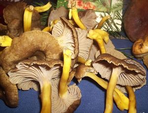 Liška nálevkovitá - Cantharellus tubaeformis