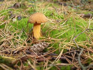 Klouzek strakoš - Suillus variegatus  (Sw.) Richon & Roze 1888