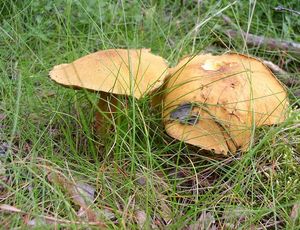 Klouzek strakoš - Suillus variegatus  (Sw.) Richon & Roze 1888