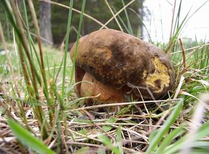 Klikni pro velký obrázek