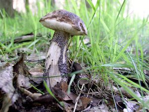 Klikni pro velký obrázek