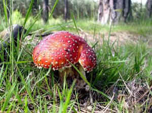 Klikni pro velký obrázek