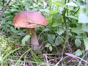 Klikni pro velký obrázek