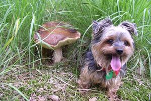 Klikni pro velký obrázek