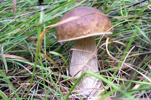 Klikni pro velký obrázek