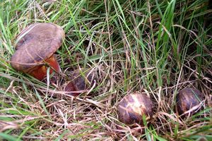 Klikni pro velký obrázek