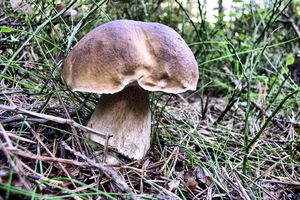 Klikni pro velký obrázek