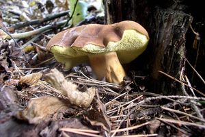 Klikni pro velký obrázek