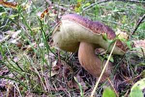 Klikni pro velký obrázek