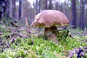 Klikni pro velký obrázek