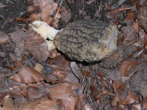 Klikni pro velký obrázek