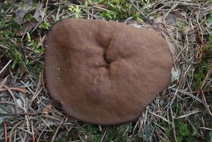 Klikni pro velký obrázek