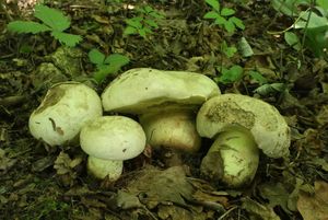 Klikni pro velký obrázek