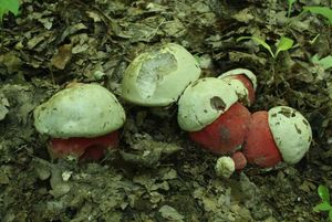 Klikni pro velký obrázek