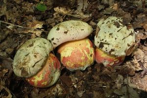 Klikni pro velký obrázek