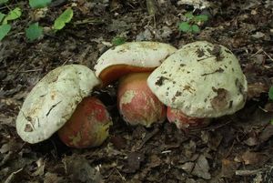 Klikni pro velký obrázek