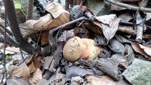 Klikni pro velký obrázek