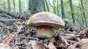 Klikni pro velký obrázek