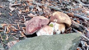 Klikni pro velký obrázek