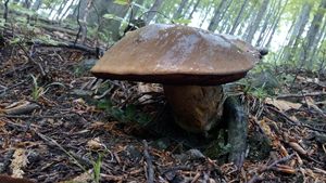 Klikni pro velký obrázek