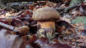 Klikni pro velký obrázek