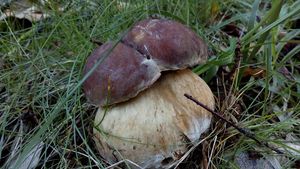 Klikni pro velký obrázek