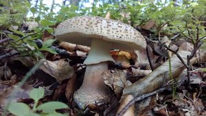 Klikni pro velký obrázek