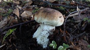 Klikni pro velký obrázek