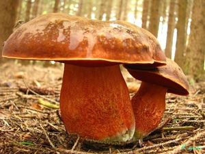 Klikni pro velký obrázek