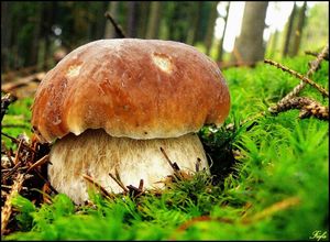 Klikni pro velký obrázek