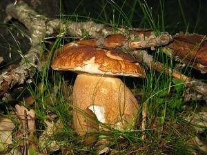 Klikni pro velký obrázek