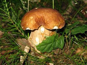 Hřib dubový - Boletus reticulatus Schaeff. 1774