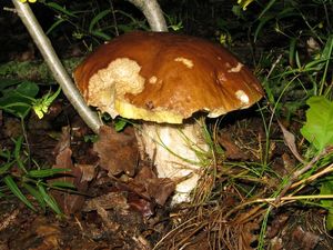 Klikni pro velký obrázek