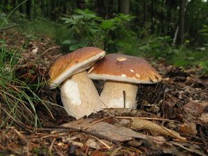 Klikni pro velký obrázek