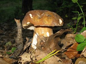 Klikni pro velký obrázek