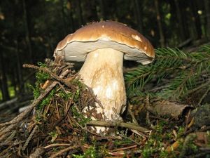 Klikni pro velký obrázek