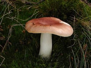 Holubinka mandlová - Russula vesca