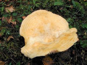 Ryzec vodopásý - Lactarius aquizonatus Kytöv. 1984