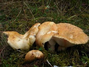 Ryzec vodopásý - Lactarius aquizonatus Kytöv. 1984