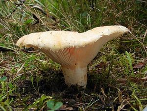 Ryzec vodopásý - Lactarius aquizonatus Kytöv. 1984