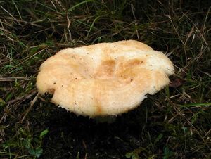 Ryzec vodopásý - Lactarius aquizonatus Kytöv. 1984