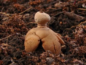 Hvězdovka límečková - Geastrum striatum DC. 1805