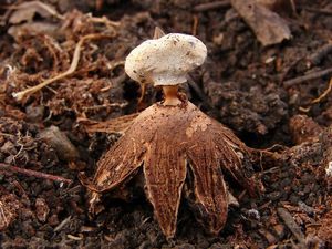 Hvězdovka límečková - Geastrum striatum DC. 1805