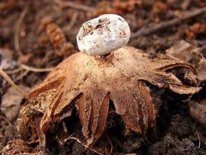 Hvězdovka límečková - Geastrum striatum DC. 1805