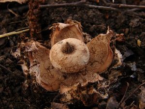 Hvězdovka límečková - Geastrum striatum DC. 1805